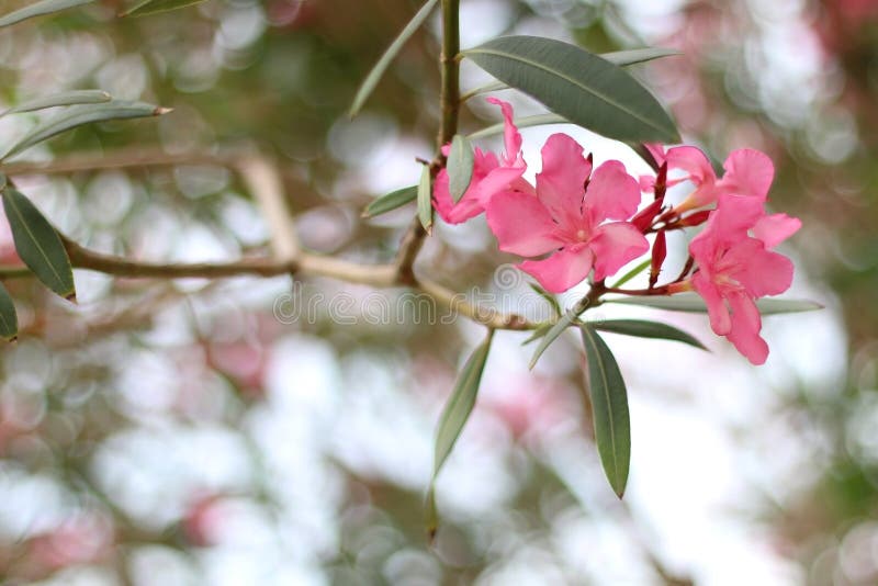 Pink oleander flowers. Selective focus, beautiful bokeh.