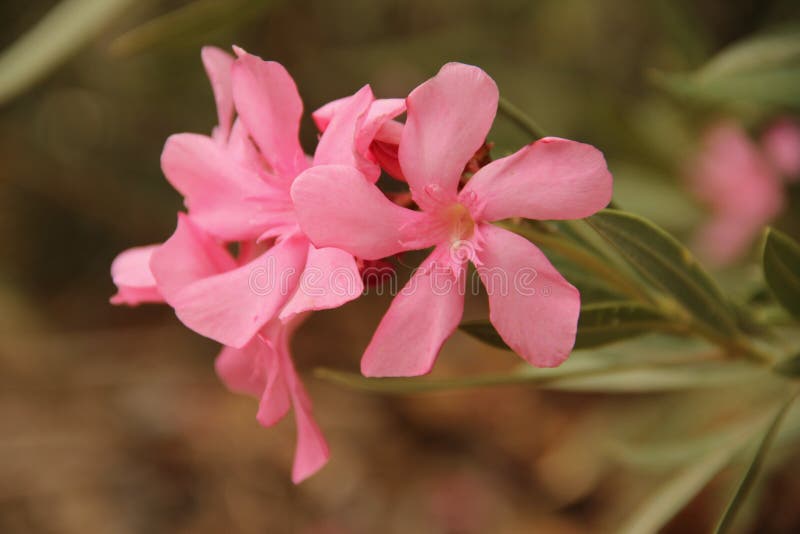 The bright pink blossoms of an Oleander (Nerium oleander) blooming in the Gorge du Dades, Morocco.