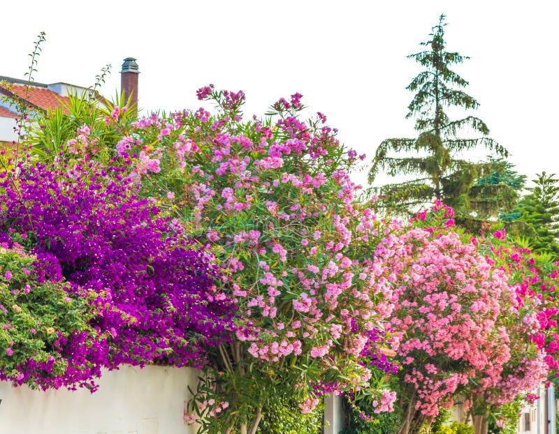 Oleander flowers and bougainvillea glabra royalty free stock images Oleander flowers and bougainvillea glabra royalty free stock images