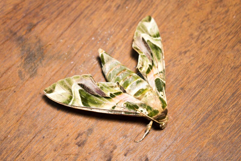 Oleander Hawk-moth or Army Green Moth (Daphnis Nerii Stock Image ...