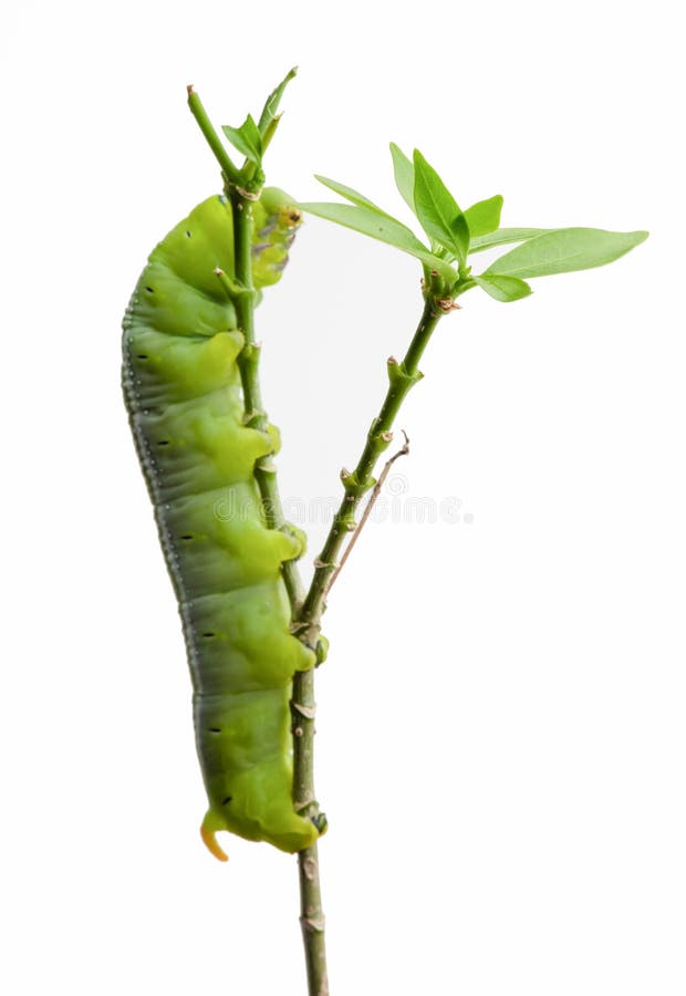 Oleander Hawk Moth Caterpillar (Daphnis nerii, Sphingidae), взобраться на растение, изолированное на белом фоне стоковое фото Oleander Hawk Moth Caterpillar (Daphnis nerii, Sphingidae), взобраться на растение, изолированное на белом фоне стоковое фото