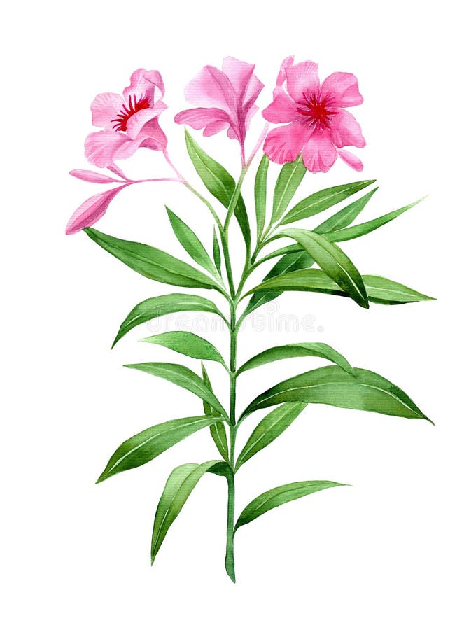 Oleander pink flower stock illustration Oleander pink flower stock illustration