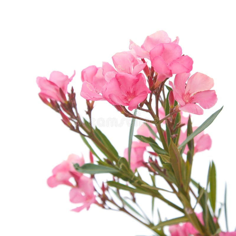 Bright pink oleander flowers, isolated. Bright pink oleander flowers, isolated