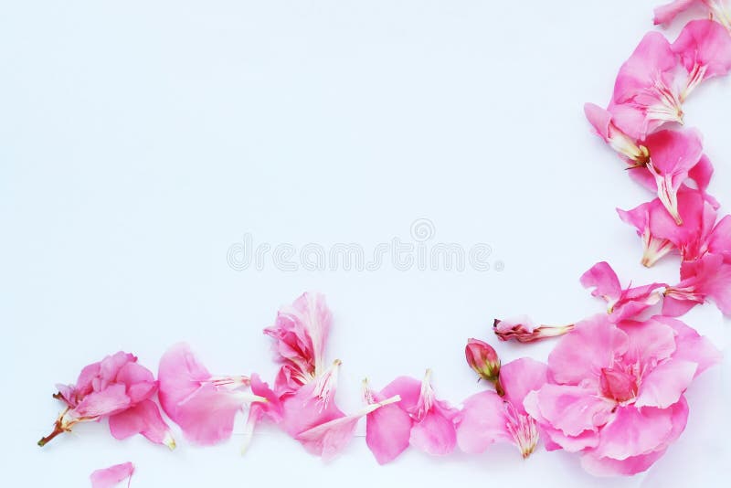 Paper sheet with pink oleander frame. Paper sheet with pink oleander frame