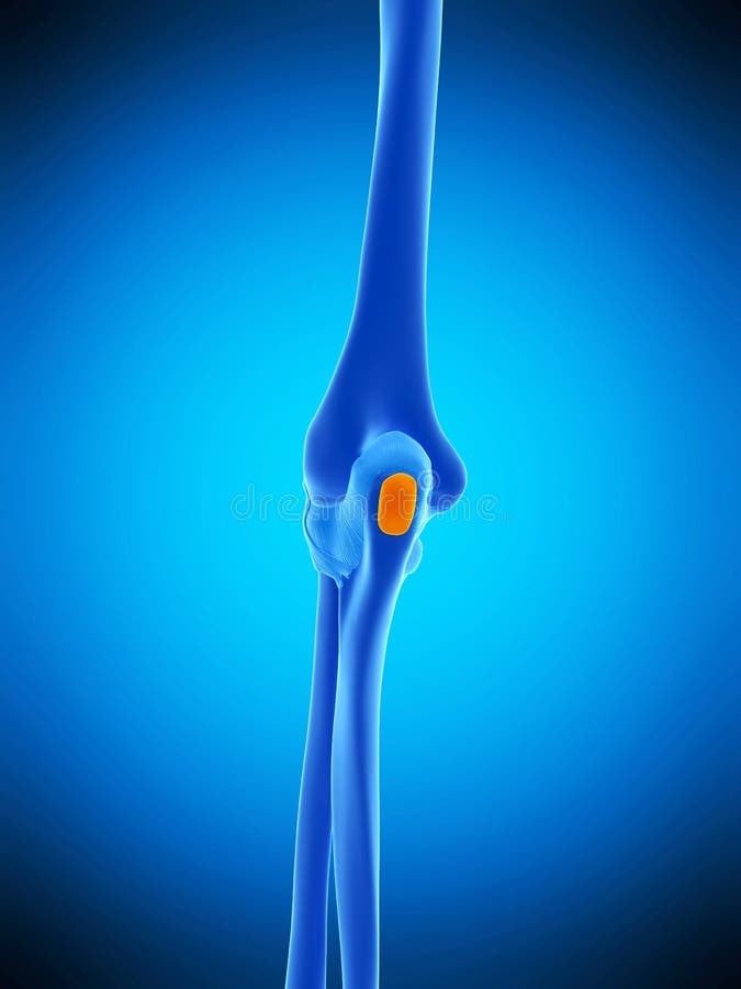 The olecranon bursa stock illustration