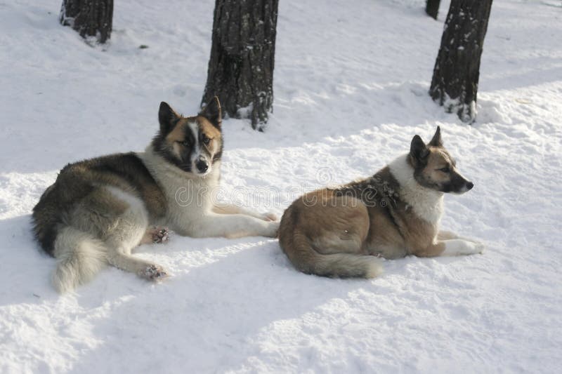 Olenegonka Nenets Laika stock photos Olenegonka Nenets Laika stock photos
