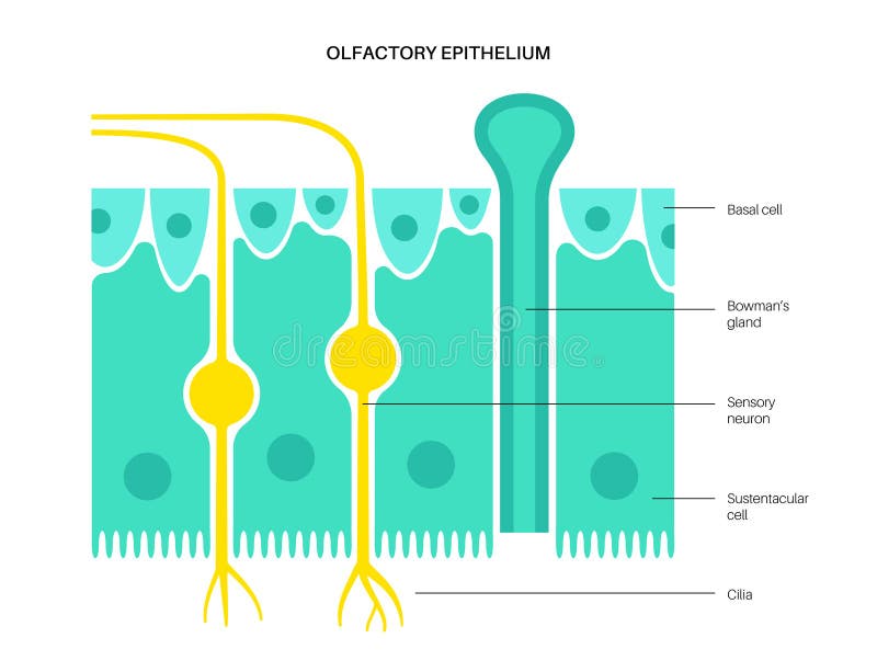 Olfabrik epiteliumanatomi stock illustrationer