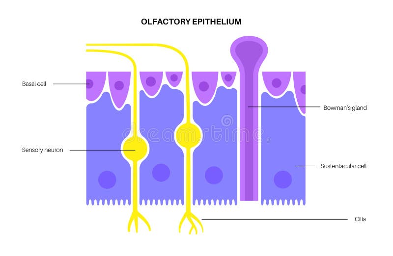 Olfabrik epiteliumanatomi stock illustrationer