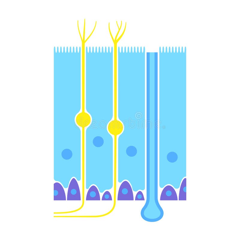 Olfabrik epiteliumanatomi royaltyfri illustrationer