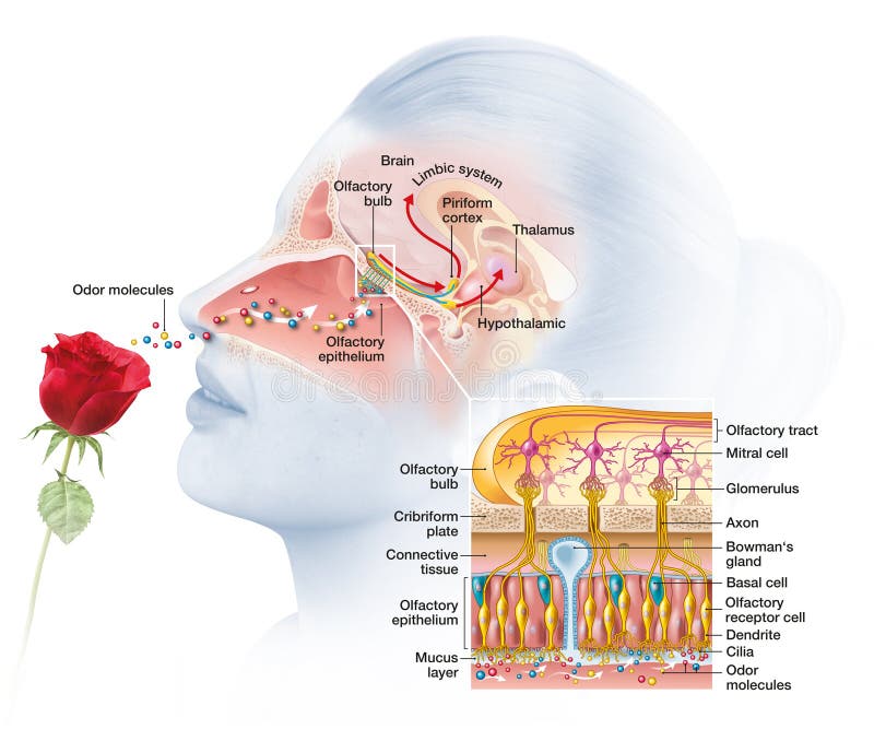 Запах железа в носу. Sense of smell. Retronasl Olfaction. Smell illustration.