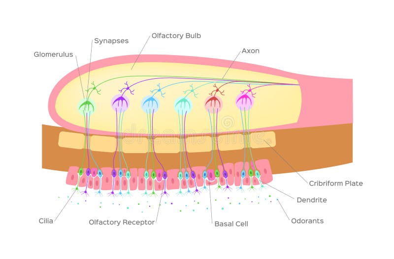 Olfactory bulb organ of smell / nerve cells in nose / vector