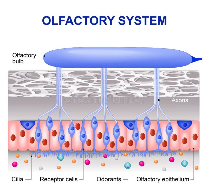Olfactory system stock illustration