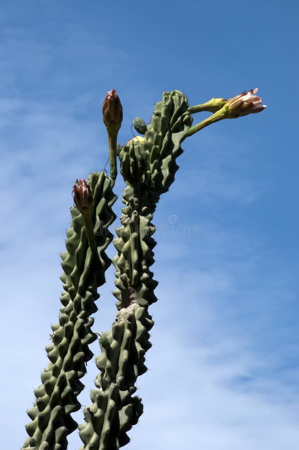 Olhando Para O Tronco Floral De Um Cacto Candelabro Contra Um Céu Azul Foto  de Stock - Imagem de espinho, cactos: 214978086