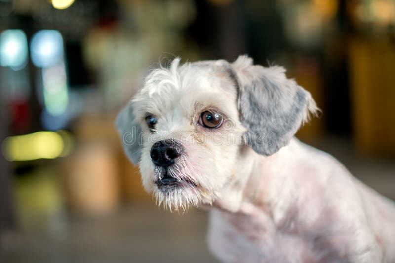 Olhar branco do cão do shih-Tzu do cabelo curto em algo foto de stock royalty free Olhar branco do cão do shih-Tzu do cabelo curto em algo foto de stock royalty free