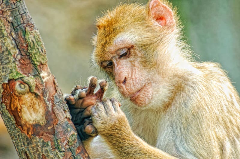 Macacos engraçados em Labuk Bay fotos, imagens de © YuryBirukov #142028620