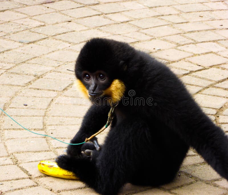 Olhar fixamente com crista do Cao-vit Gibbon imagens de stock royalty free Olhar fixamente com crista do Cao-vit Gibbon imagens de stock royalty free