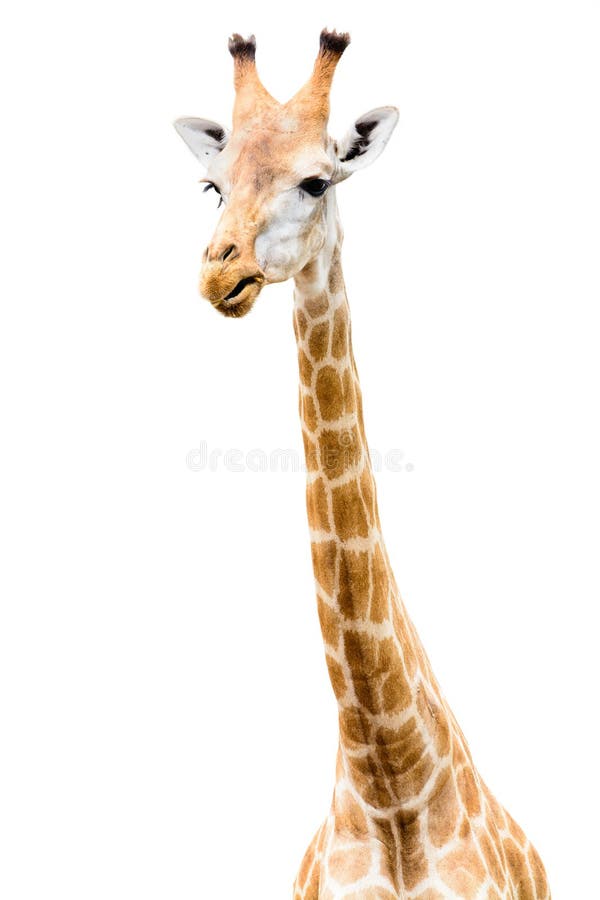 Olhar principal da cara do girafa engraçado imagem de stock royalty free Olhar principal da cara do girafa engraçado imagem de stock royalty free