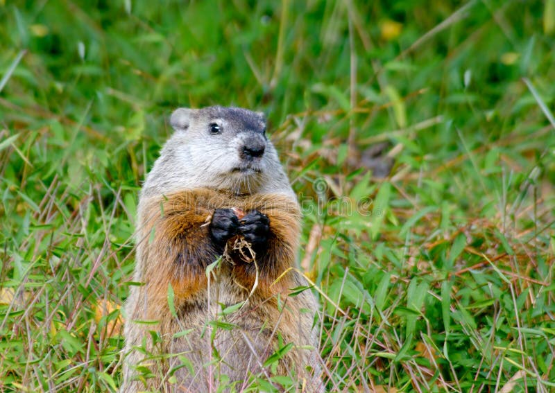 A portrait of a wary groundhog as it looks around as it holds a chestnut. A portrait of a wary groundhog as it looks around as it holds a chestnut