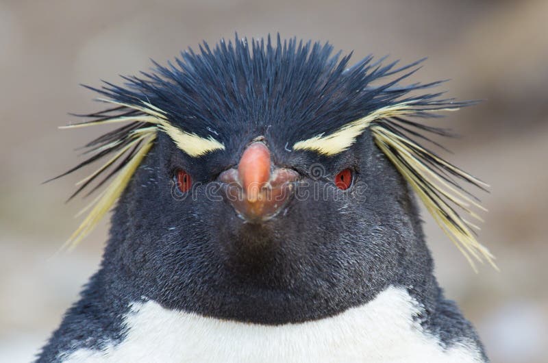 Olhares do pinguim de Rockhopper diretamente na câmera