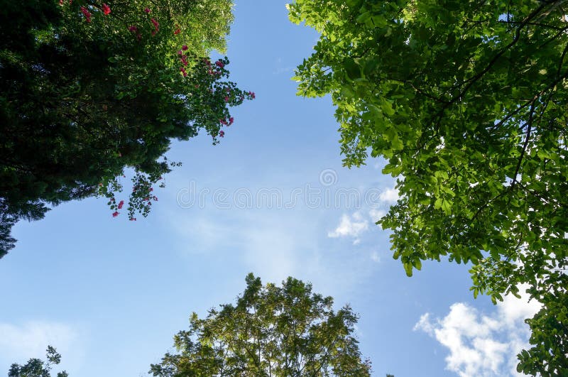 Olhe acima ao céu e às árvores fotos de stock Olhe acima ao céu e às árvores fotos de stock