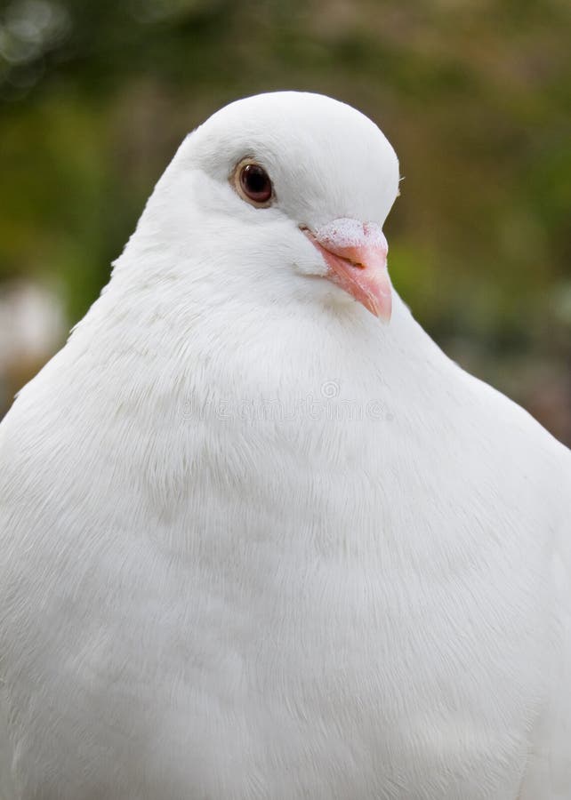 Pombo foto de stock. Imagem de branco, pena, beleza, pombo - 14491924