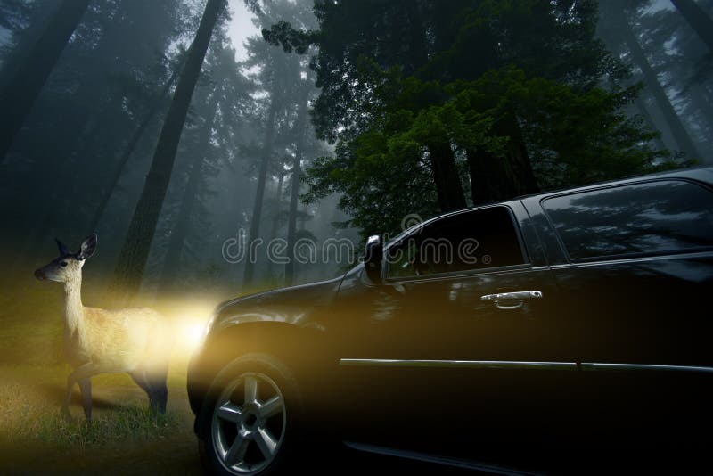 Olhe para animais selvagens imagens de stock Olhe para animais selvagens imagens de stock