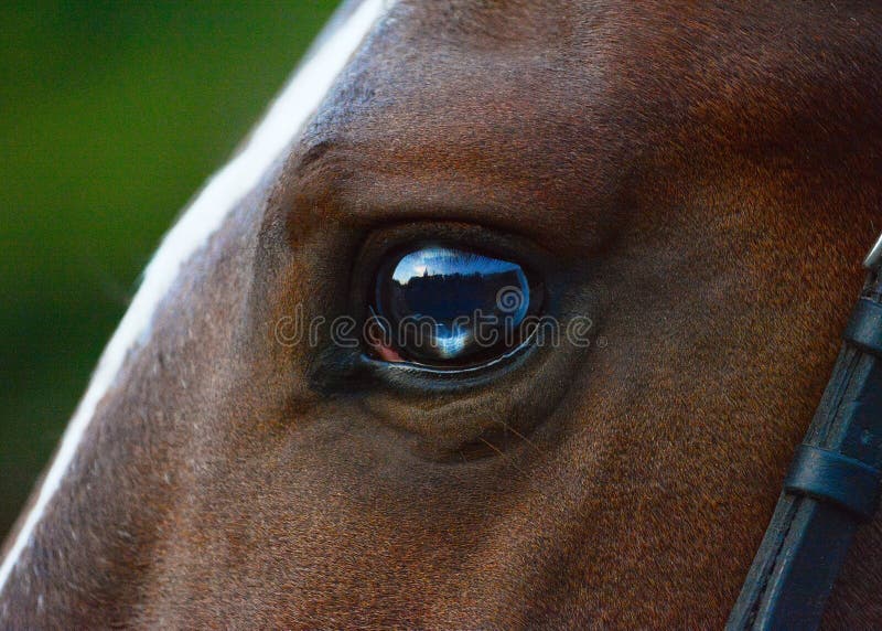 Cavalo rindo engraçado com olhos castanhos pretos e focinho