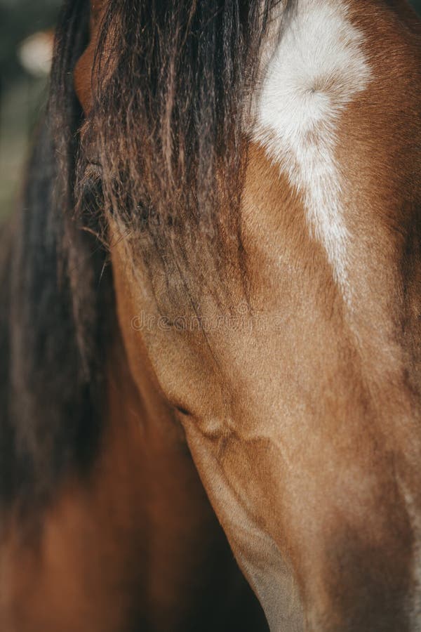 Cavalo Que Olha Para a Frente Imagem de Stock - Imagem de beleza, porta:  108436819