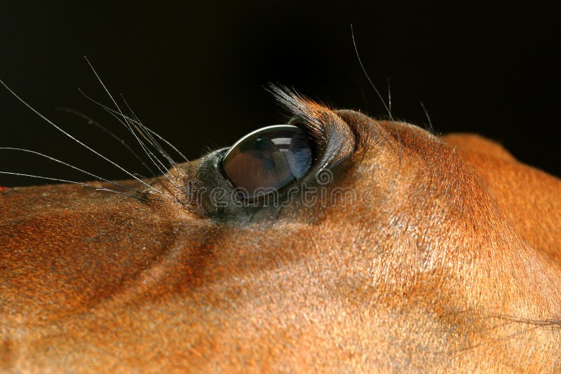 Cavalo imagem de stock. Imagem de cara, narina, fazenda - 6029893