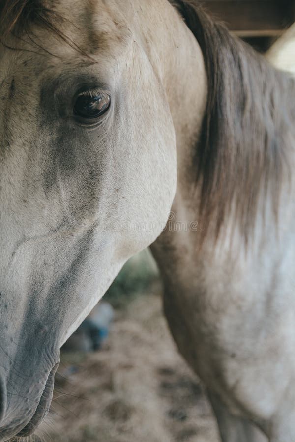 Cavalo Que Olha Para a Frente Imagem de Stock - Imagem de beleza, porta:  108436819