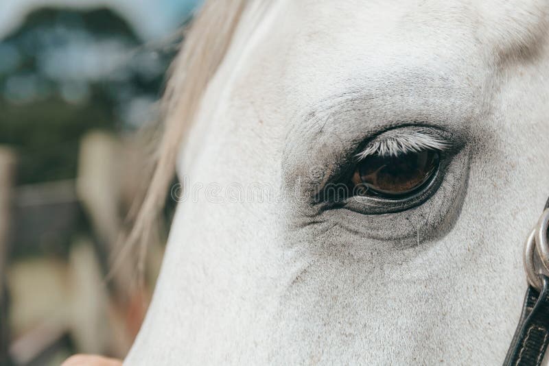 Cavalo Que Olha Para a Frente Imagem de Stock - Imagem de beleza, porta:  108436819