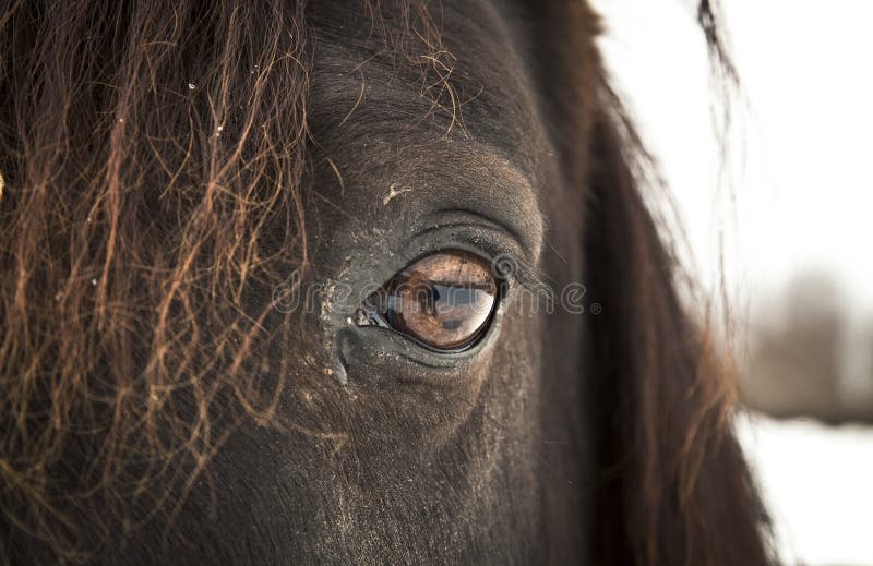 29 Olho Do Cavalo Olho Esquerdo Fotos Fotos De Stock Gratuitas E Fotos Royalty Free Dreamstime