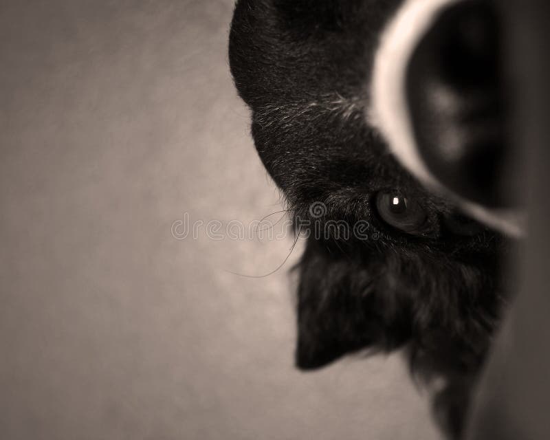 Download Olho do Collie de beira imagem de stock. Imagem de amigo - 56097