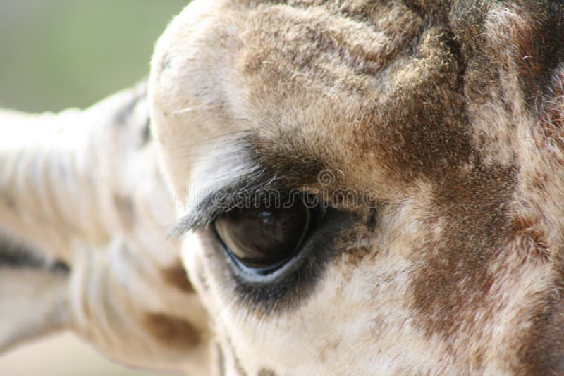 Olho do Giraffe