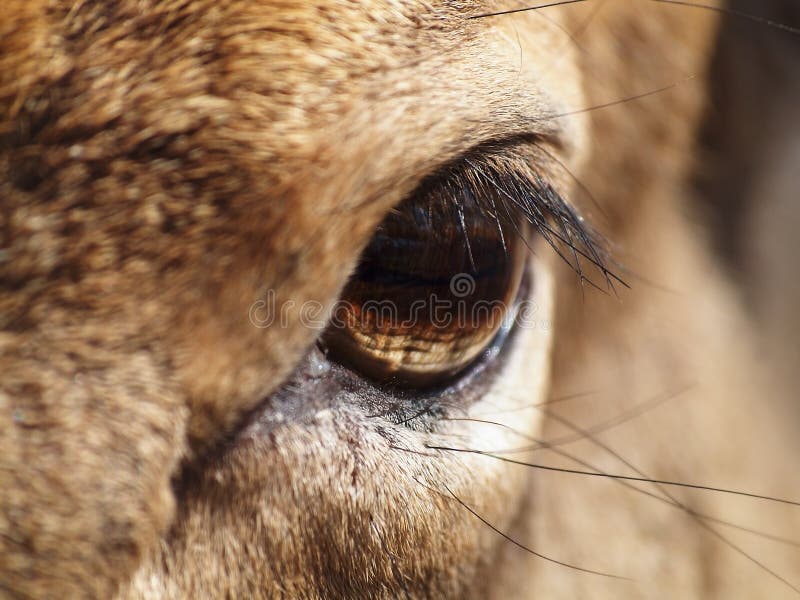 Olho da corça foto de stock. Imagem de fauna, animal - 12863518