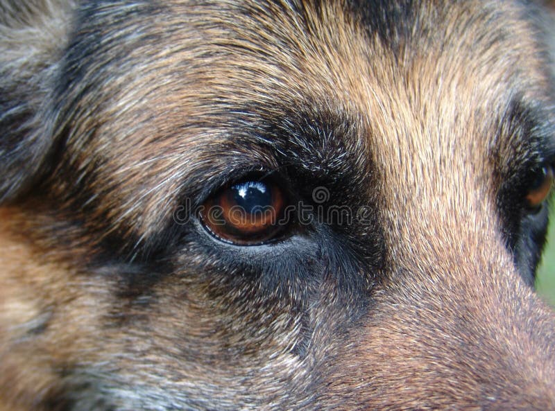 O Perfil Triste Do Olho De Um Cão Preto Pequeno Foto de Stock