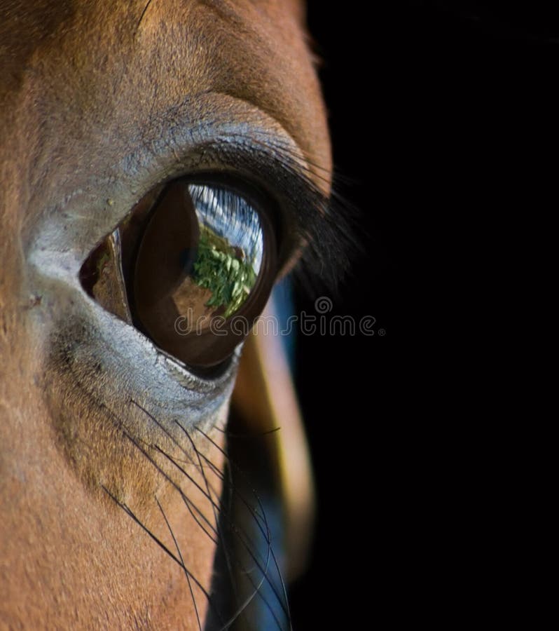 Cavalo Árabe Olhando Para Frente Foto Royalty Free, Gravuras, Imagens e  Banco de fotografias. Image 23442350