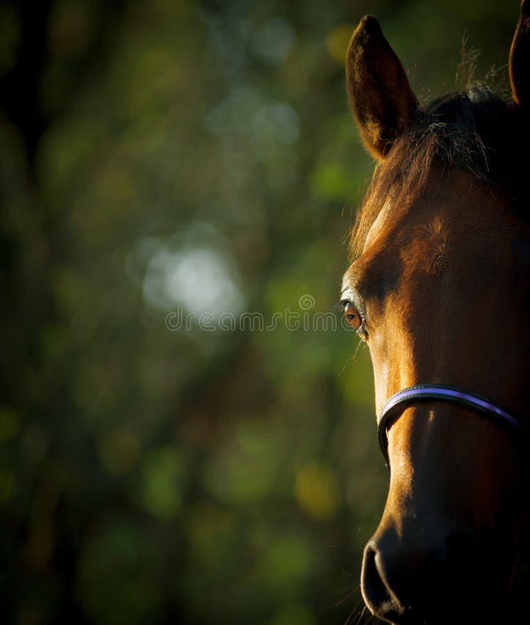 Olho árabe do cavalo fotografia de stock royalty free Olho árabe do cavalo fotografia de stock royalty free