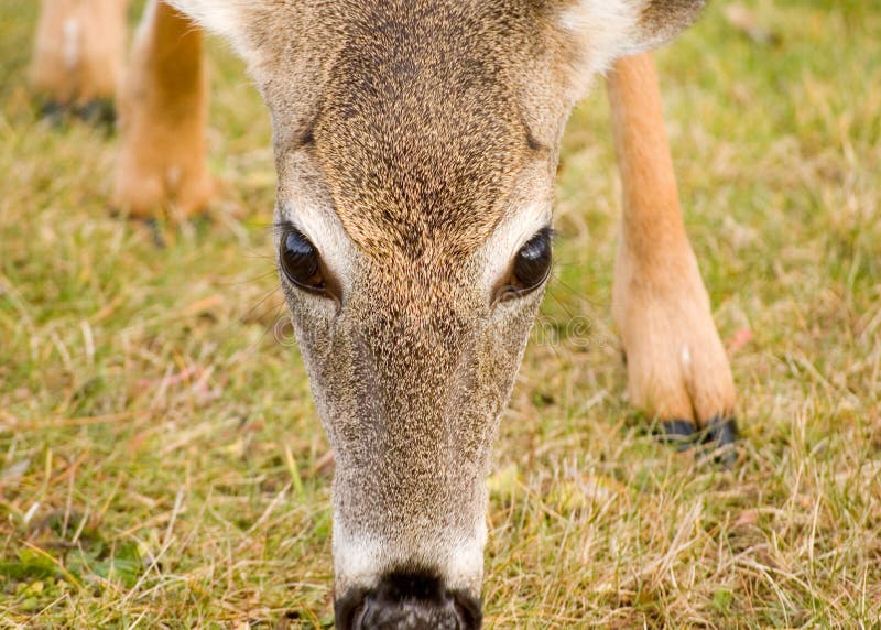 Olho da corça foto de stock. Imagem de fauna, animal - 12863518