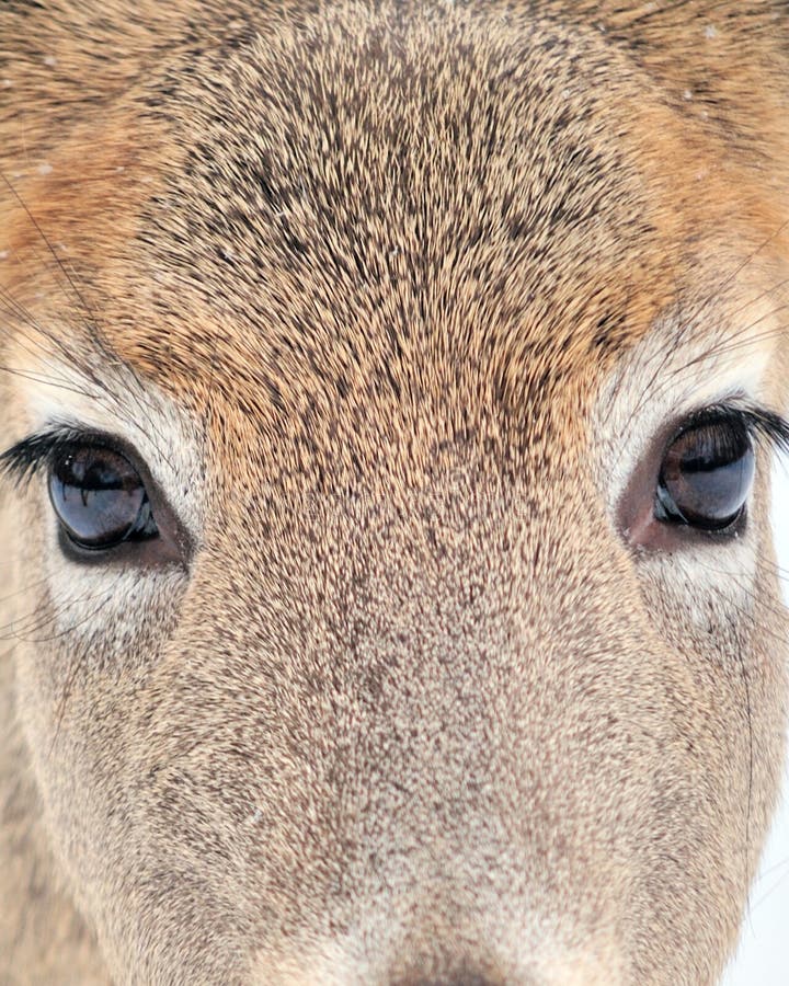 Olhos da corça foto de stock. Imagem de nariz, pele, animal - 12863516