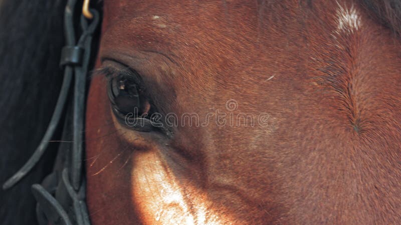 Olhos de cavalo. vestiário. olhos grandes pretos escuros nos raios solares. amor de cavalo. equitação. cavalo em detalhe.