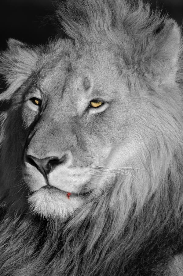 A male lion after a fight with another male lion. Eyes and blood highlighted using selective colouring. A male lion after a fight with another male lion. Eyes and blood highlighted using selective colouring.