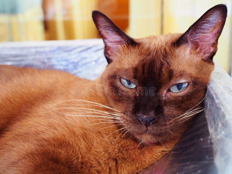 Olhos shrinking do gato Siamese de Brown, olhar fixo, fim acima imagens de stock Olhos shrinking do gato Siamese de Brown, olhar fixo, fim acima imagens de stock