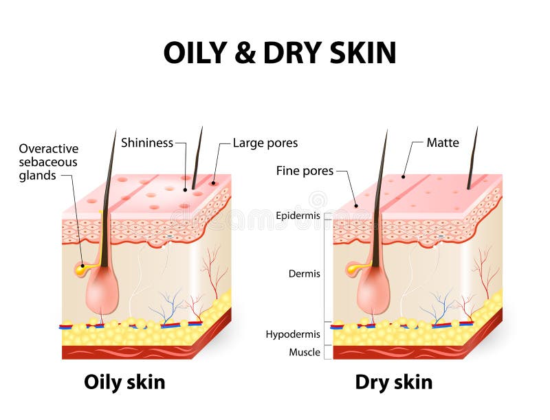 Olieachtige & droge huid