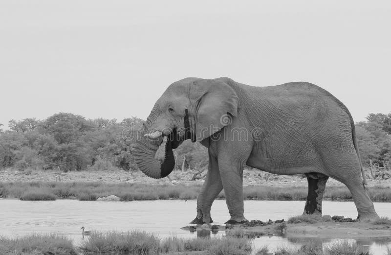 Olifant, Afrikaan - het Wildachtergrond - Stierenreus stock foto's Olifant, Afrikaan - het Wildachtergrond - Stierenreus stock foto's