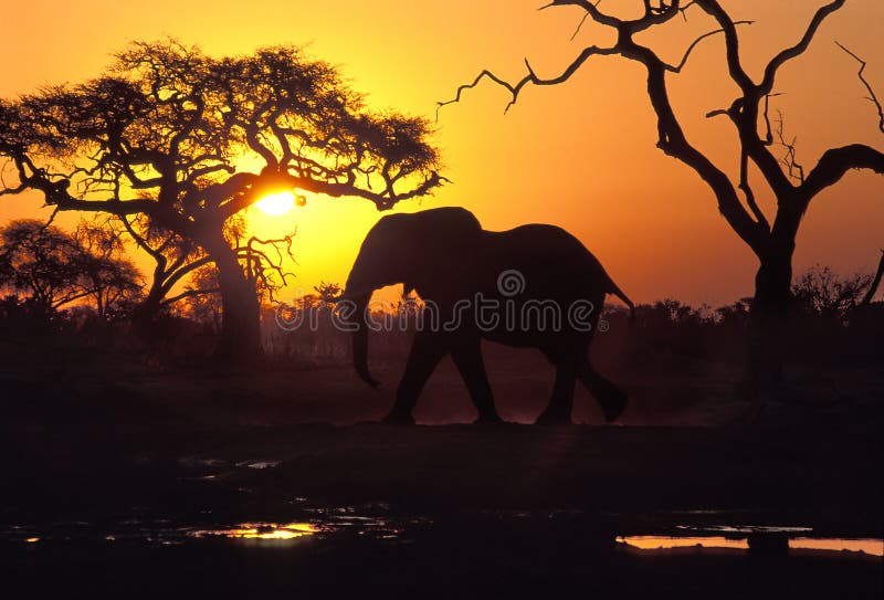 Olifant bij zonsondergang, Botswana