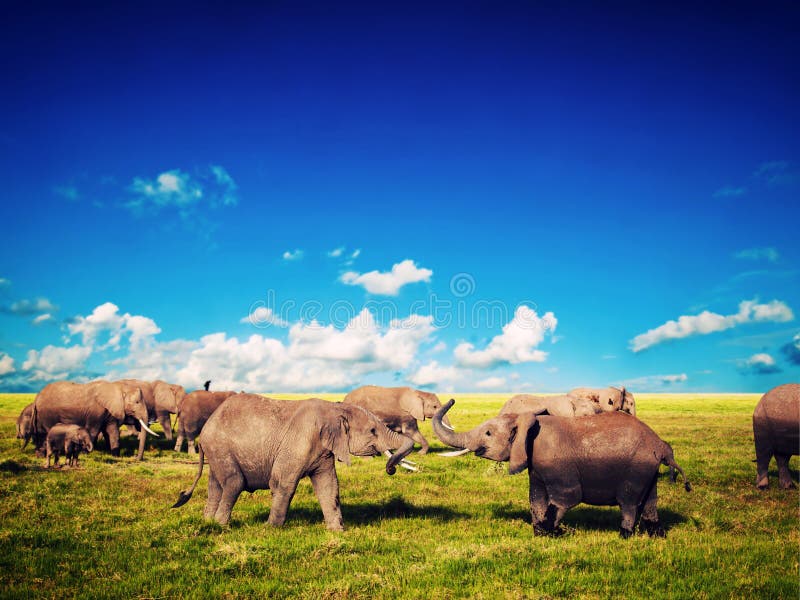 Olifanten die op savanne spelen. Safari in Amboseli, Kenia, Afrika stock afbeelding Olifanten die op savanne spelen. Safari in Amboseli, Kenia, Afrika stock afbeelding
