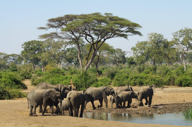 Olifanten in Waterhole royalty-vrije stock afbeeldingen Olifanten in Waterhole royalty-vrije stock afbeeldingen