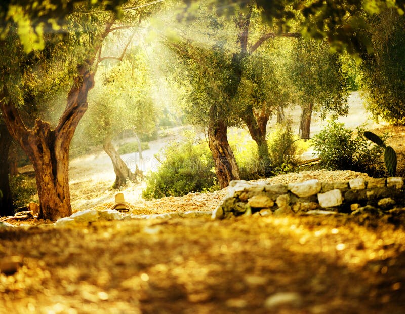 Olijfbomen stock foto