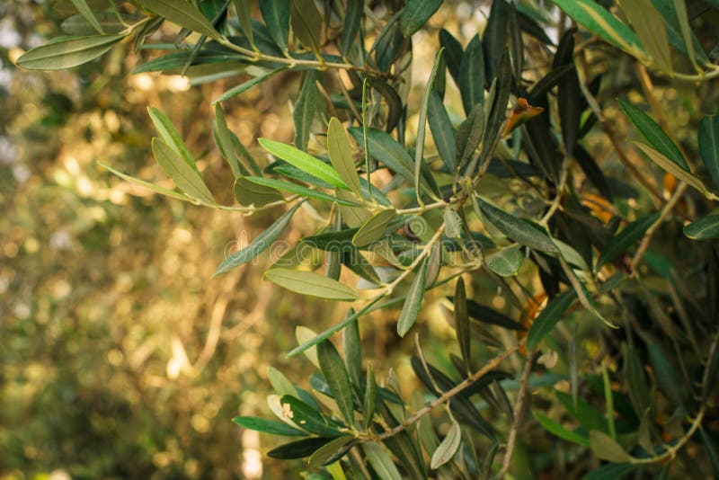 Olive trees. Mediterranean garden, closeup the branch. Olive trees. Mediterranean garden, closeup the branch